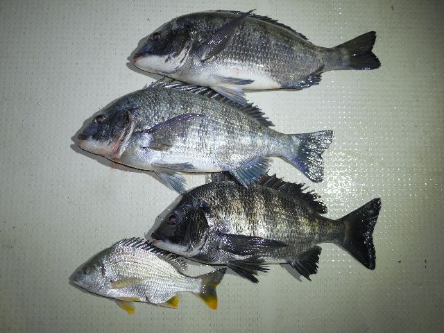クロダイ 釣果写真