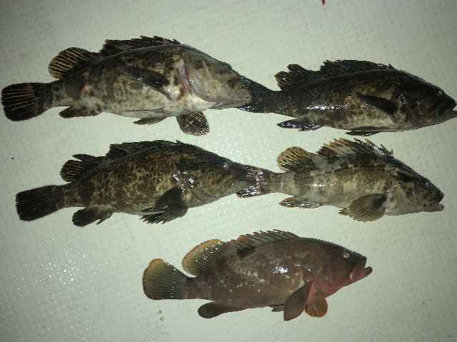 キジハタ&タケノコメバル 釣果写真