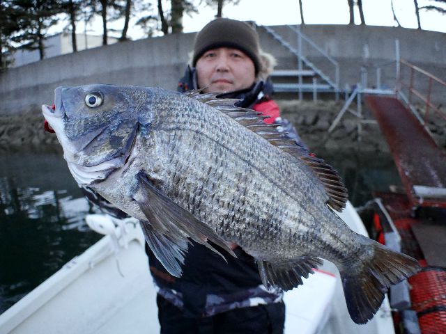 良型クロダイ