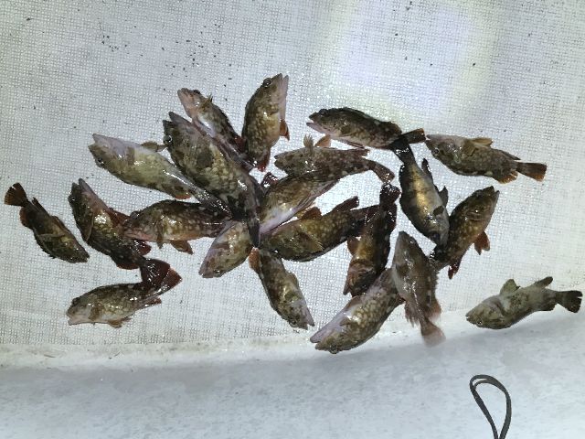 カサゴ 釣果写真