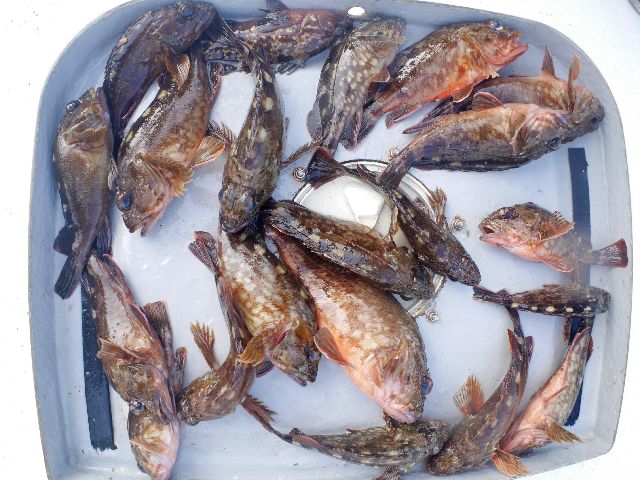 その他 釣果写真
