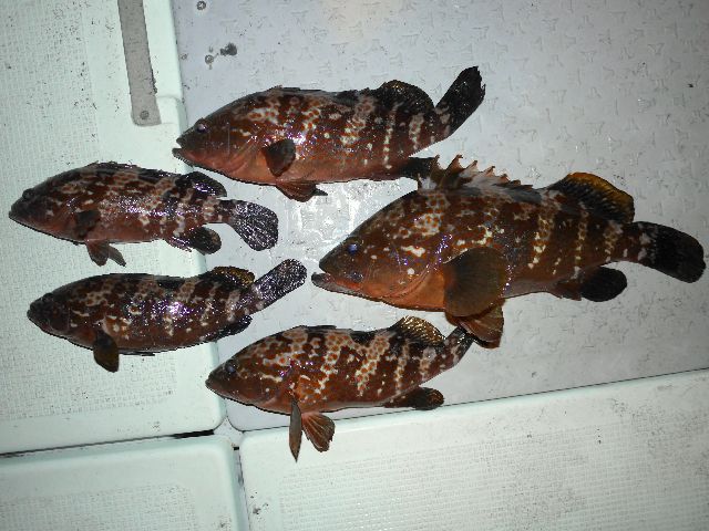 キジハタ 釣果写真