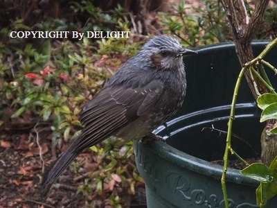 鳥