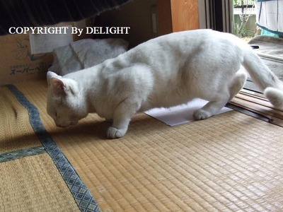 まぼろし