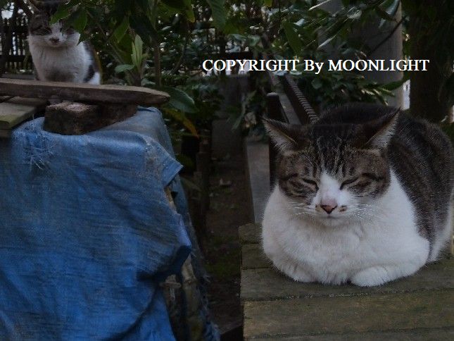 鳴き虫&とっちゃん猫