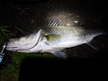 donkey_angler_05_161