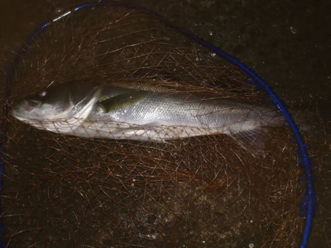 donkey_angler_05_207