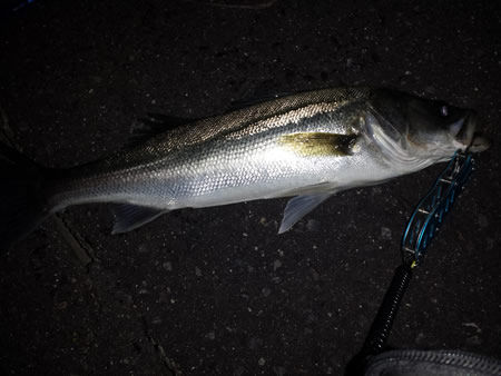donkey_angler_05_187