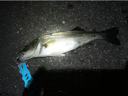 donkey_angler_05_215