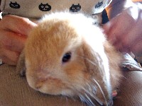 おとなしいまるチャン