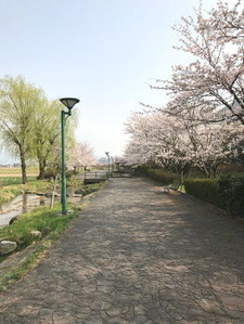 手取川用水沿いの桜