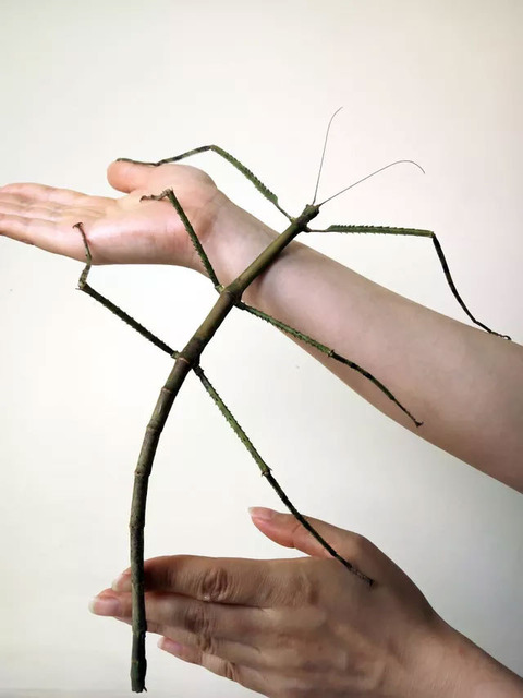 giant-stick-bug