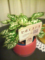 photo1