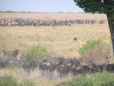 Wildbeest_001
