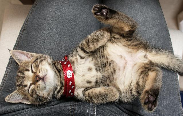 Les Gardiens Cats Animals Masterpiece