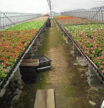 お花