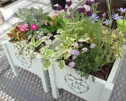 寄せ植え2