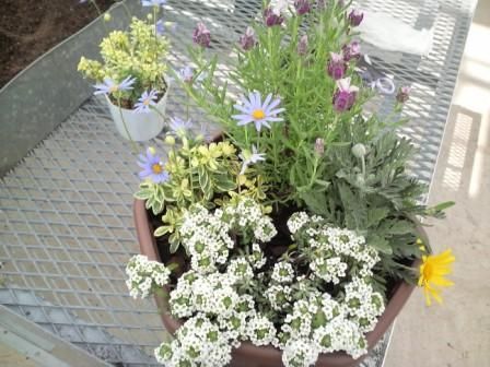 寄せ植え1