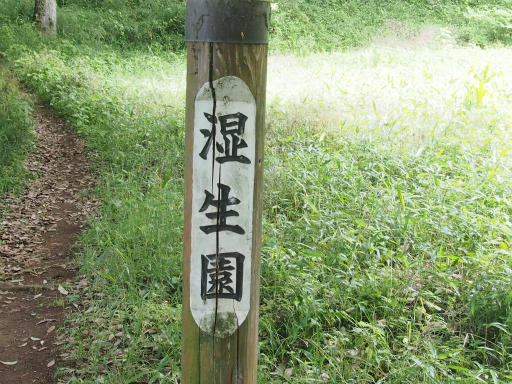 20170611・久々の緑の森1-03