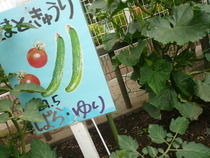 P1180464