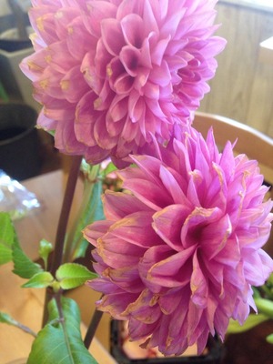 北九州市門司区の花屋ナチュリカの花の日持ち実験:BA剤の調整その1""