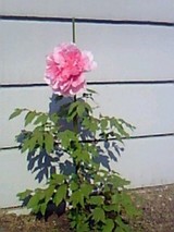 牡丹2
