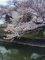 花見5