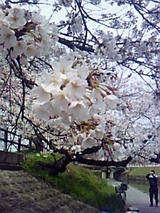 花見1