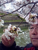 花見8
