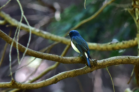 DSC_0040ｵｵﾙﾘ2