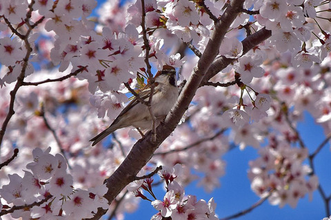 DSC_1238ﾆｭｳﾅｲｽｽﾞﾒ2済
