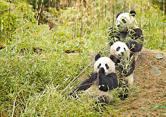 panda
