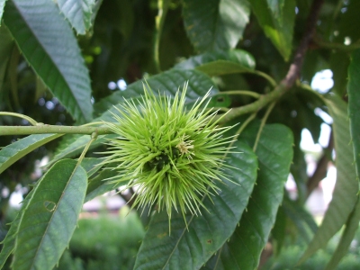 46cd9a8e.jpg