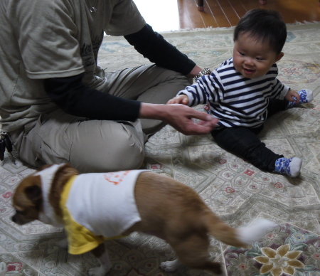 犬
