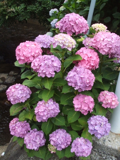 cbf407e5.jpg