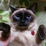 ジンジンプロフィール用