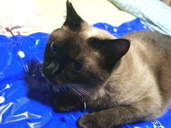 ジンジン一緒に眠ろう