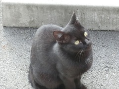 お帰りクロちゃん・1