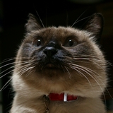 イザウラプロフィール用