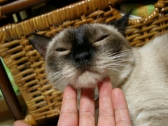 ジンジン指に甘える