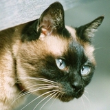 ゆうゆプロフィール用