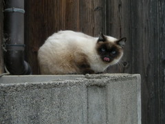 イザジンのきょうだい・地域猫ちゃん