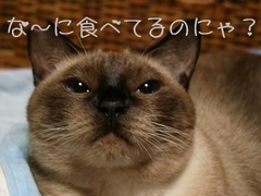 なに食べてるのにゃ?