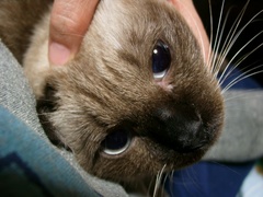 イザウラ、やさしくかわいいきみ