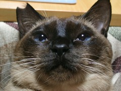 ���󥸥󡢤��Ĥ⤤�ä���
