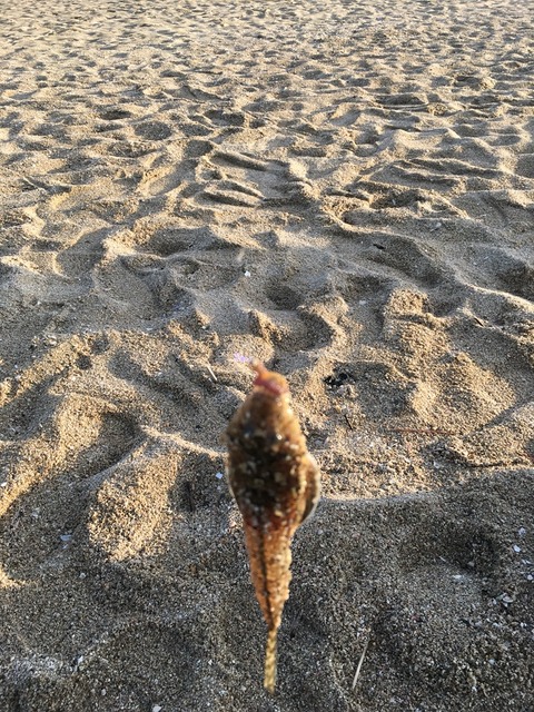 2016-09-30-06-38-53