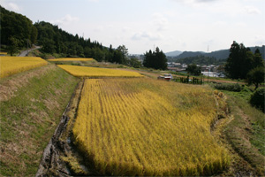 1a8d2709.jpg