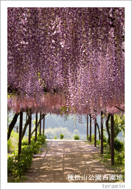 種松山公園西園地の藤棚3