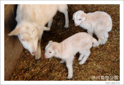 渋川動物公園 ヤギ 写真2