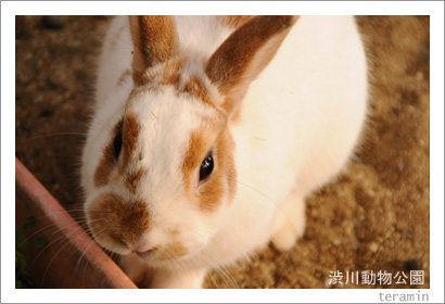 渋川動物公園 写真5